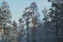 Captura Winter Forest ScreenSaver