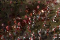 Captura Warhammer: Mark of Chaos