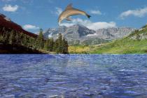Captura Free 3D Dolphin Aqua