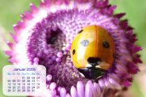 Captura TKexe Kalender