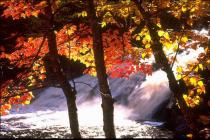 Captura Colors of Autumn Screensaver