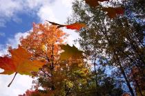 Captura Autumn Leaves 3D
