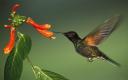 Captura Colibrí