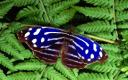 Mariposa Azul