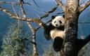 Captura Oso Panda en el Árbol