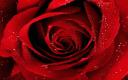 Captura Una rosa roja para ti