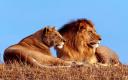 Pareja de Leones