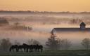 Foggy Horse Farm