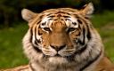 Captura El Gran Tigre Siberiano