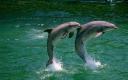 Delfines