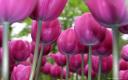Captura Tulipanes Rosas