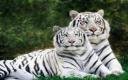 Captura Tigres Albinos