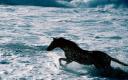 Captura Caballo Corriendo En Agua