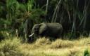 Captura Elefante en la jungla